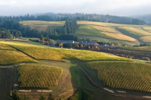 WillaKenzie Estate is a contributor to the Oregon Wine History Archive at Linfield College. WillaKenzie Estate is a contributor to the Oregon Wine History Archive at Linfield College.