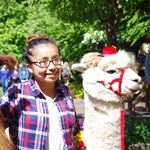 Therapy alpaca