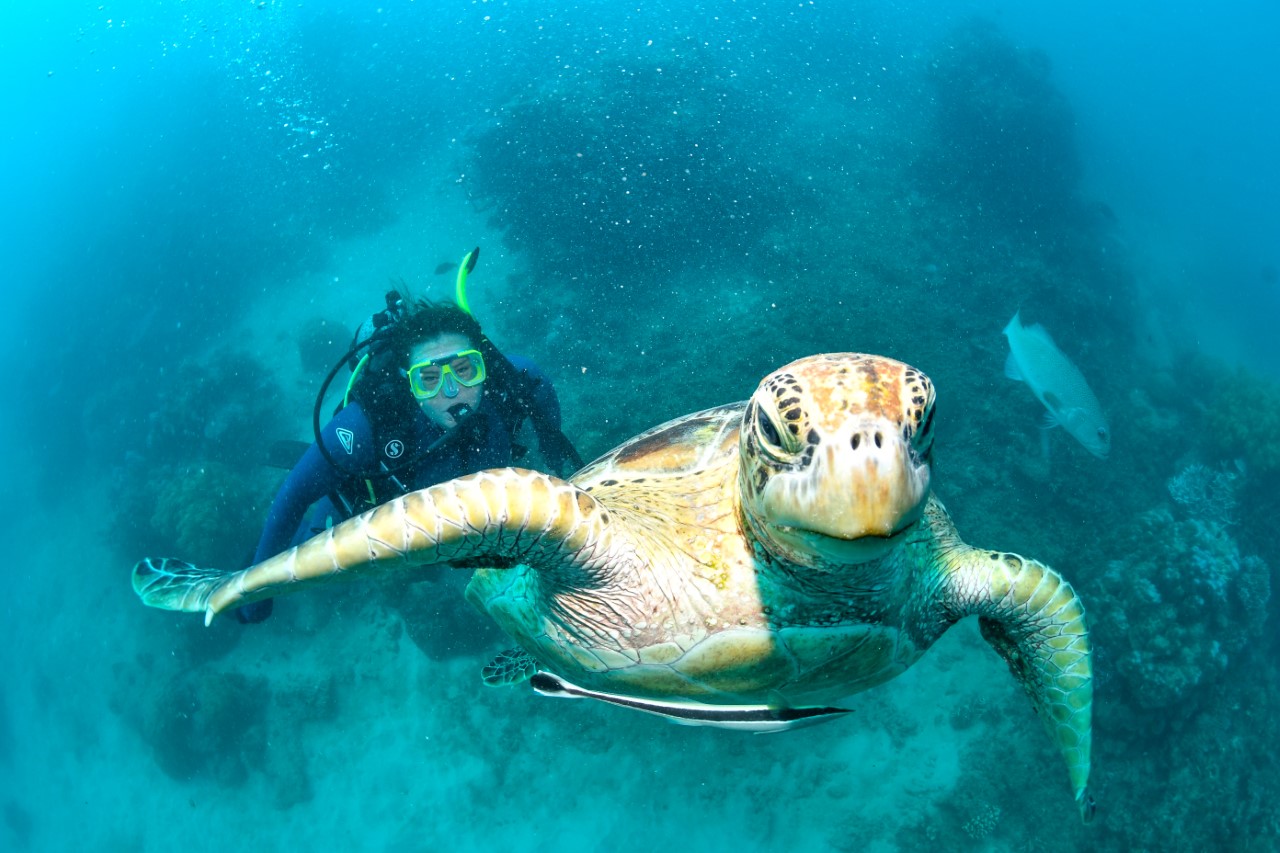 Student swimming with sea turtle