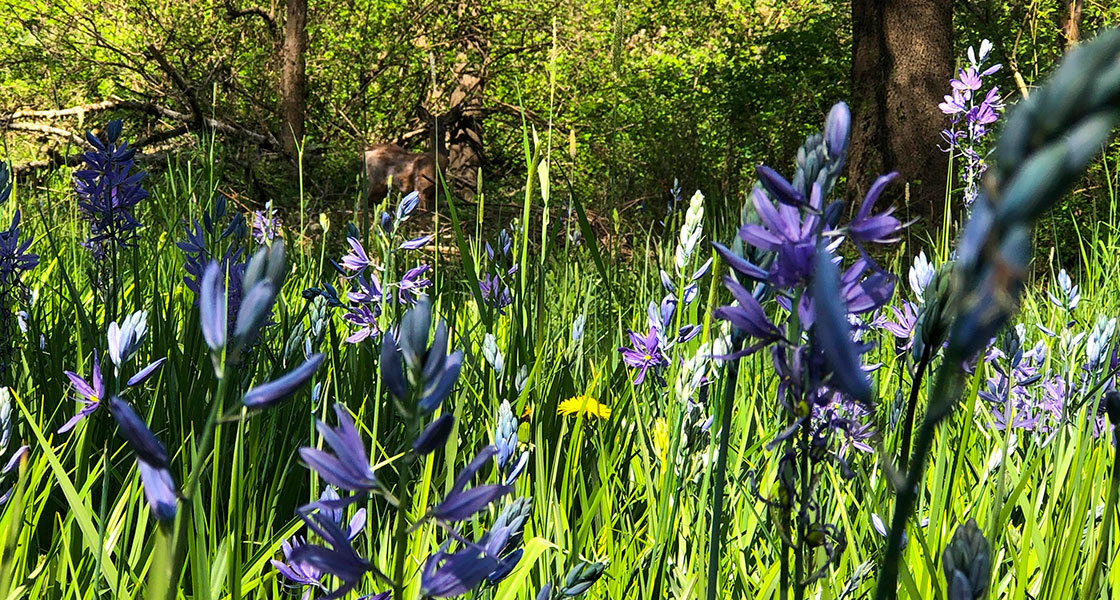 Camas and deer in Cozine Creek running through Linfield's McMinnville campus