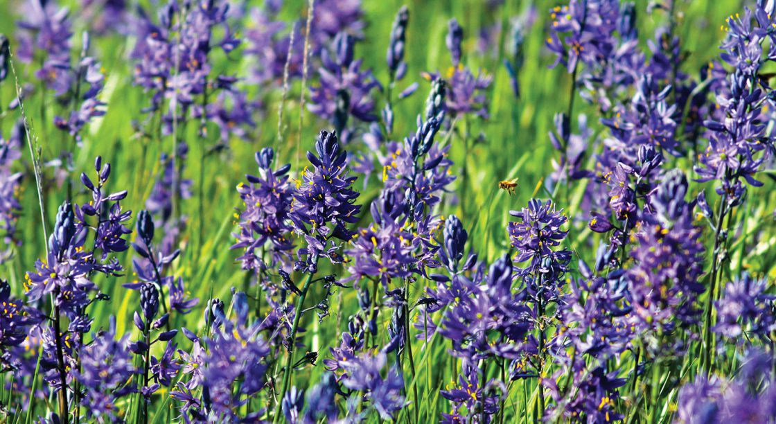 Linfield University will host the first Camas Festival, celebrating the flower and the food the bulbs provide, May 6.