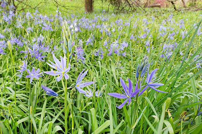Camas wildflowers.