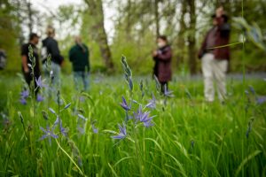 Camas flowers bloom in the foreground; group of people in background on a camas field tour