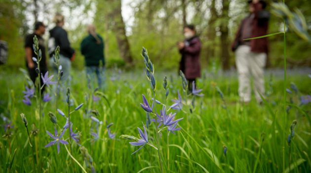 Camas flowers bloom in the foreground; group of people in background on a camas field tour
