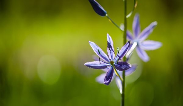A camas flower, with six delicate purple petals.