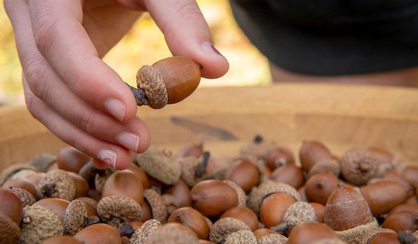 A hand picks an acorn out of a bowl.
