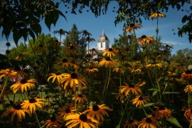 Golden-colored daisies in the foreground, with Pioneer Hall seen in the distance
