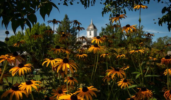 Golden-colored daisies in the foreground, with Pioneer Hall seen in the distance