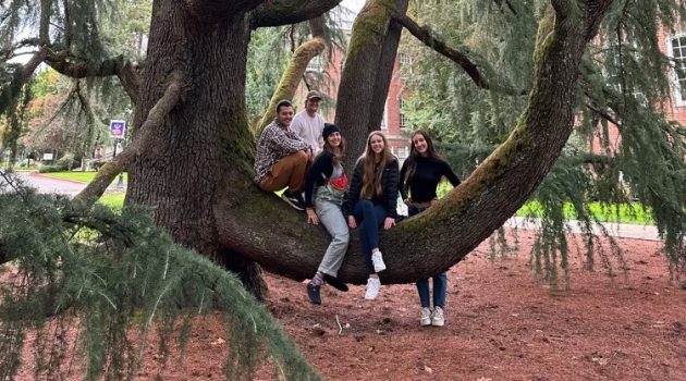A group of students sit on sprawling branches on a Cedar of Lebanon tree.