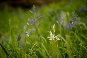 Camas Festival tour of Cozine Creek