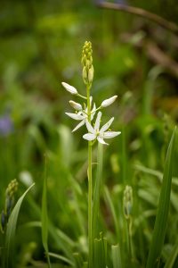 Camas Festival tour of Cozine Creek