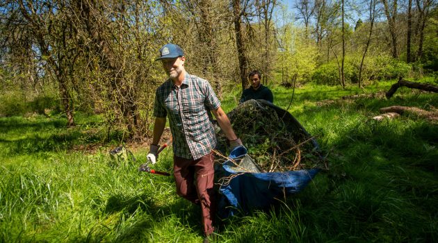 two Linfield community members carry brush out of the Cozine Creek restoration area