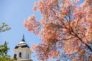 Cherry blossoms with Pioneer Hall in the background