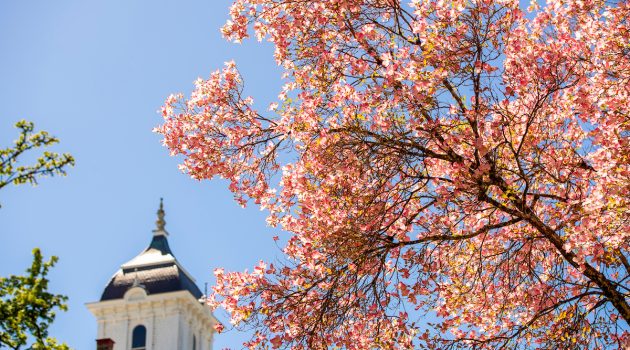 Cherry blossoms with Pioneer Hall in the background