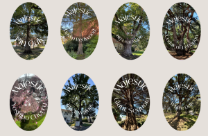 A screenshot of the Linfield University Majestic Tree Week contenders website.