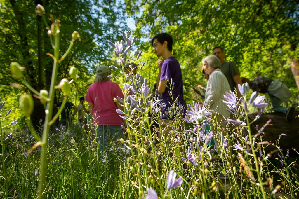 Close-up of blooming purple flowers with people in the background