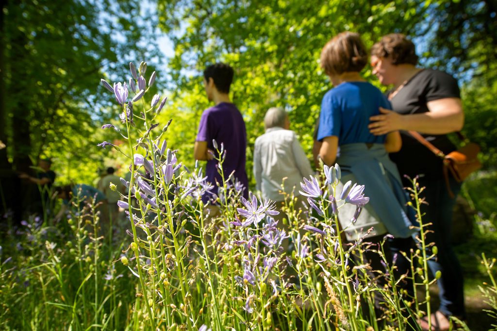 People walk through patch of camas flowers at 2024 festival.