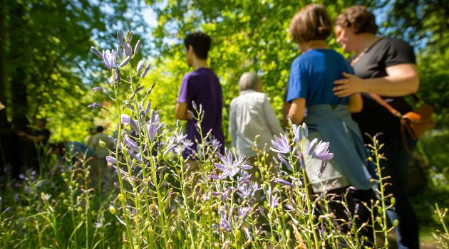 People walk through patch of camas flowers at 2024 festival.