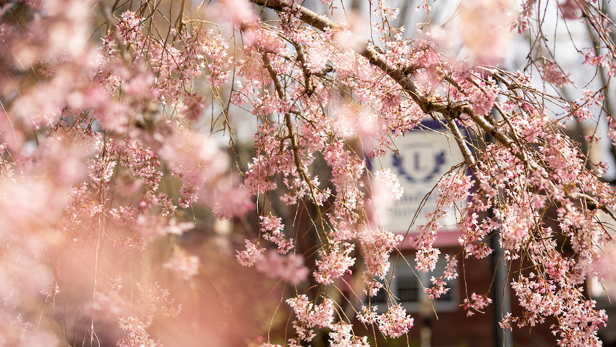 close up of tree branches covered in light pink blossoms with a blurry LInfield University banner in the background