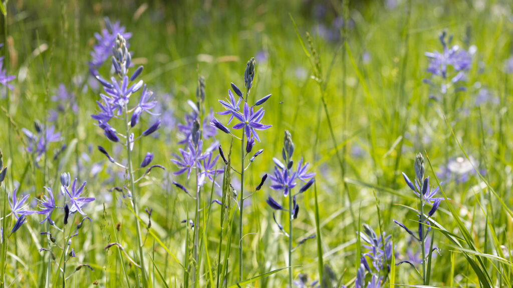 Close up of camas flowers in a patch, full bloom.