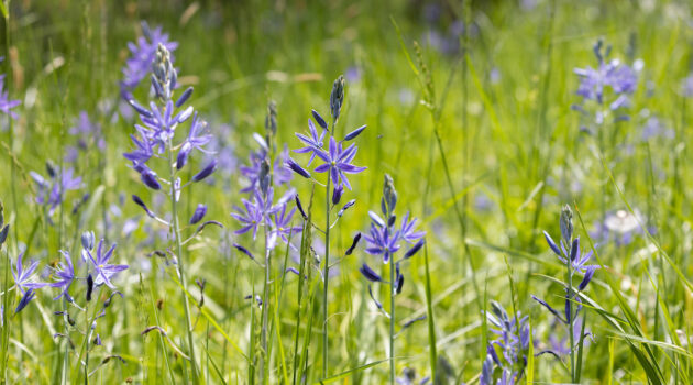 Close up of camas flowers in a patch, full bloom.